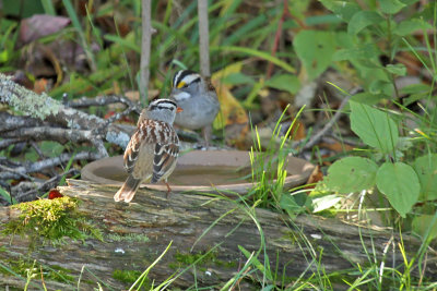 White-crowned & White-throated Sparrows_1000.jpg