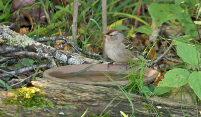 White-crowned Sparrow_1009.jpg