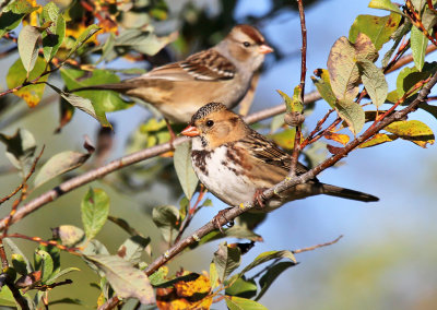 Harris's & White-crowned Sparrows_1193.jpg