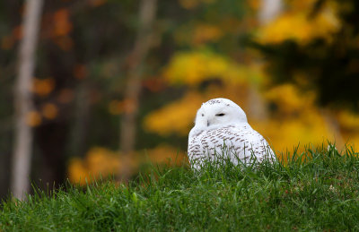 Snowy Owl_2242.jpg