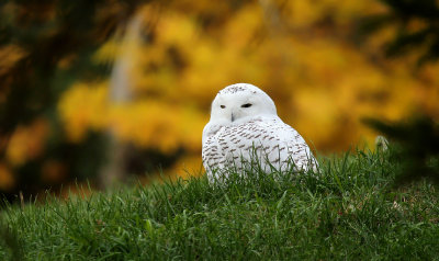 Snowy Owl_2221.jpg