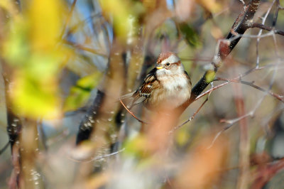 American Tree Sparrow_2391.jpg