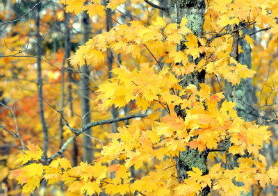 Fall Foliage_2376.jpg