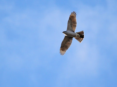 Northern Goshawk_2400.jpg