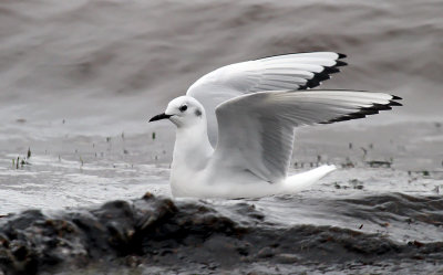 Bonaparte's Gull_2521.jpg