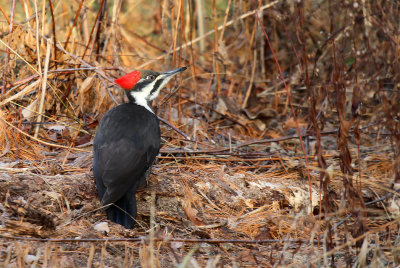 Pileated Woodpecker_3031.jpg