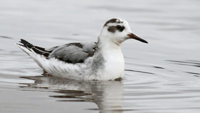 Red Phalarope_3185.jpg