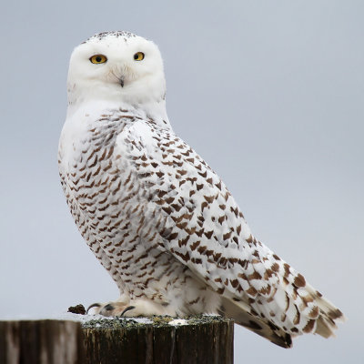 Snowy Owl_3324.jpg