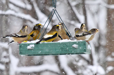 Evening Grosbeak_3674.jpg