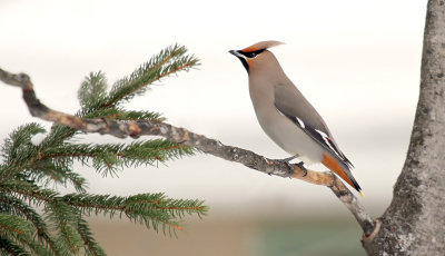 Bohemian Waxwing_5989.jpg