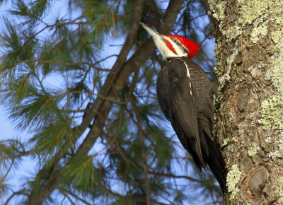 Pileated Woodpecker_4151.jpg