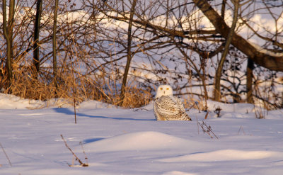 Snowy Owl_4431.jpg