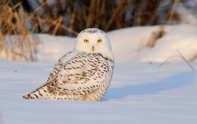 Snowy Owl_4519.jpg