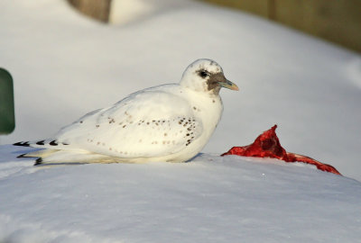 Ivory Gull_6035.jpg