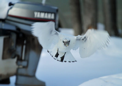 Ivory Gull_6198.jpg