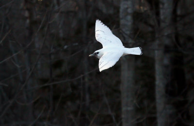 Ivory Gull_6238.jpg