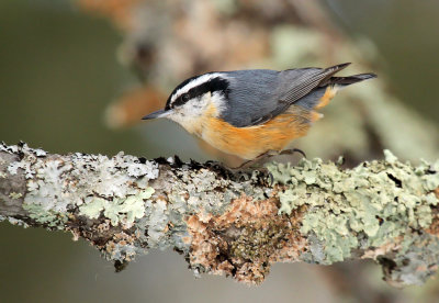 Red-breasted Nuthatch_6369.jpg