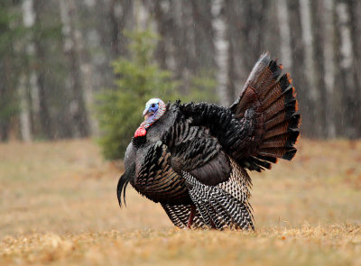 Wild Turkey_6613.jpg