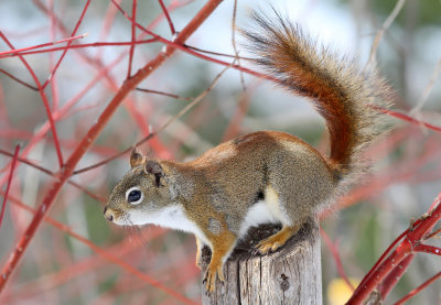 Red Squirrel_6811.jpg