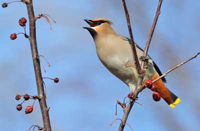 Bohemian Waxwing_6975.jpg