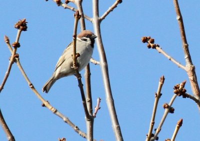 Eurasian Tree Sparrow_7817.jpg