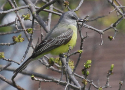 Kingbird_8354.jpg