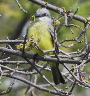 Kingbird_8373.jpg