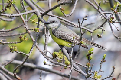 Kingbird_8385.jpg