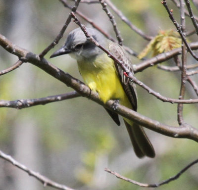 Kingbird_8436.jpg