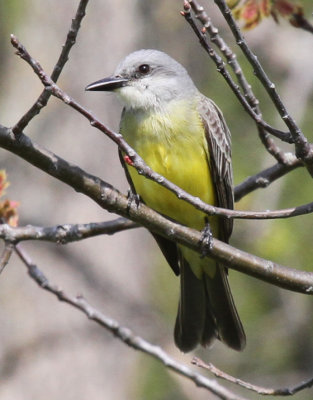 Kingbird_8457.jpg