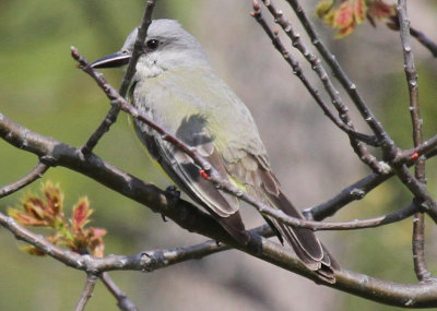 Kingbird_8470.jpg