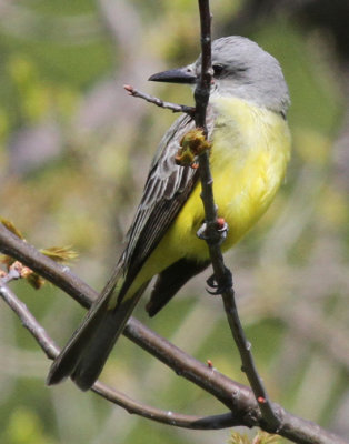 Kingbird_8481.jpg