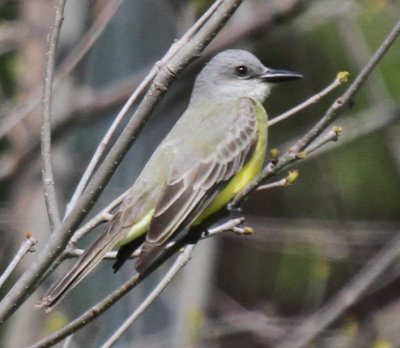 Tropical/Couch's Kingbird - May 2016