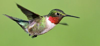 Ruby-throated Hummingbird_9623.jpg