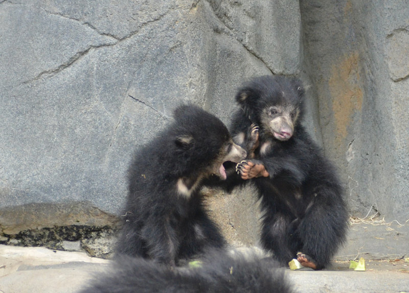 Sloth Bear Cubs