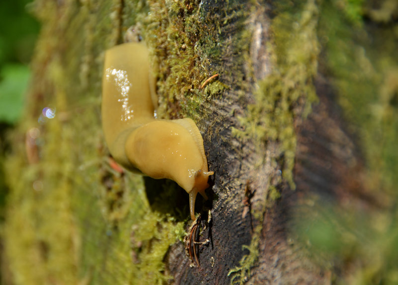 Olympic NP: Rain Forest