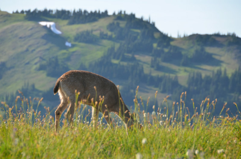 Hurricane Ridge