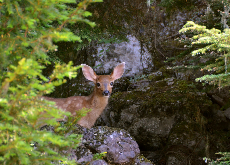 Curious Fawn