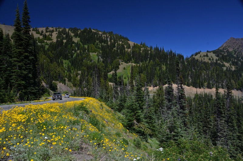 On the way to Hurricane Ridge Visitor Center