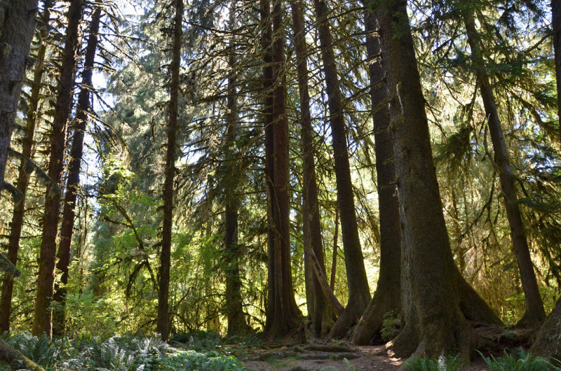 Spruce Nature Trail (Hoh Rain Forest)