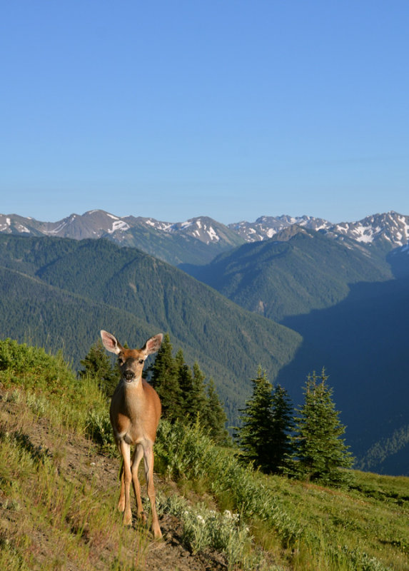 Hurricane Ridge