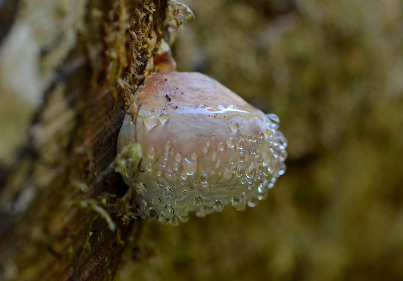 Weeping Mushroom