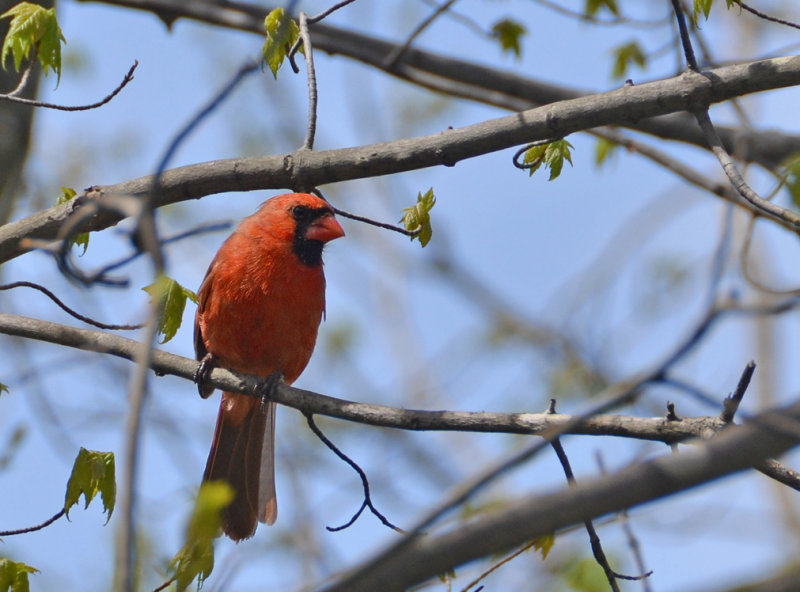 Angry Bird