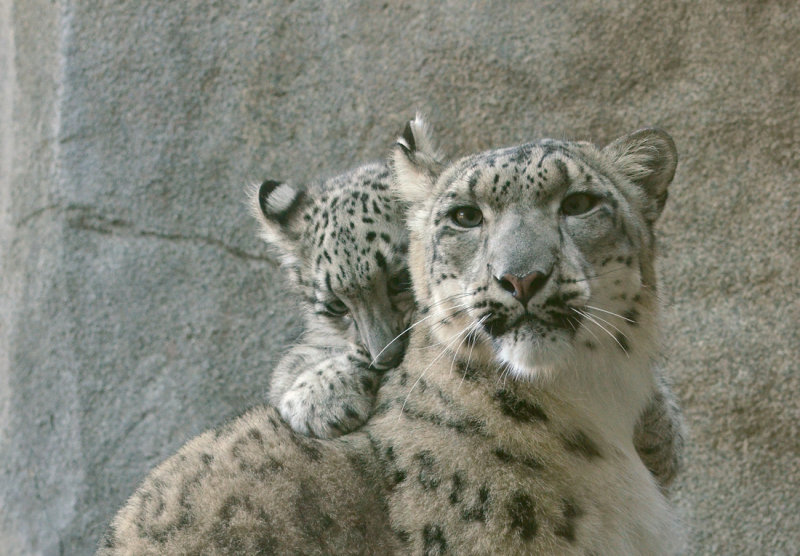 Everest - Snow Leopard Cub