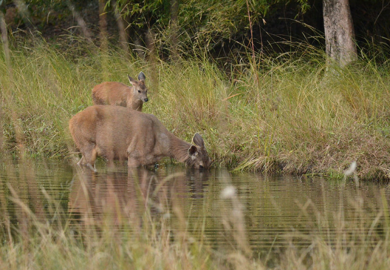 Sambar