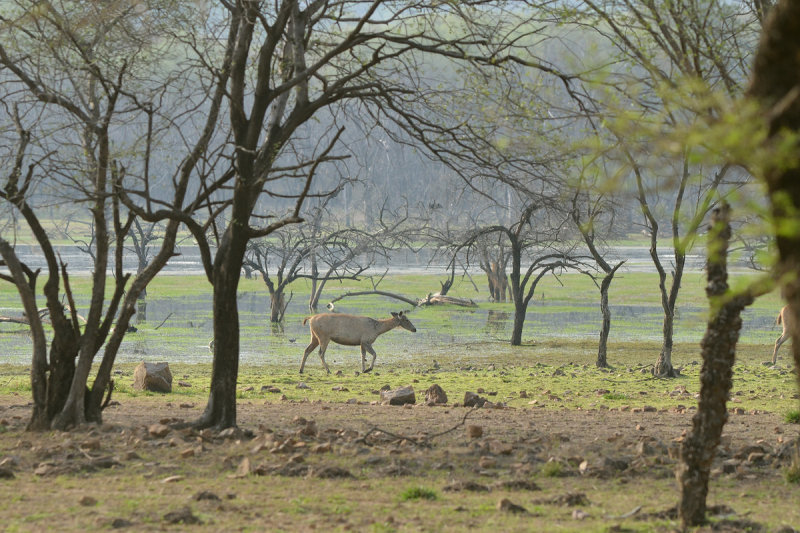 Ranthambore National Park, Rajasthan, India