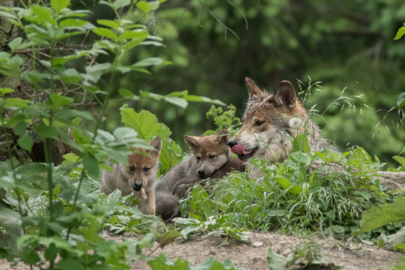 Wolf Pups