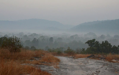 A Foggy Morning