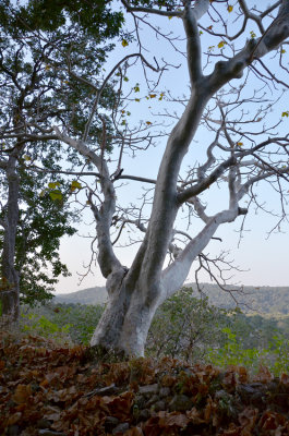 Ghost Tree