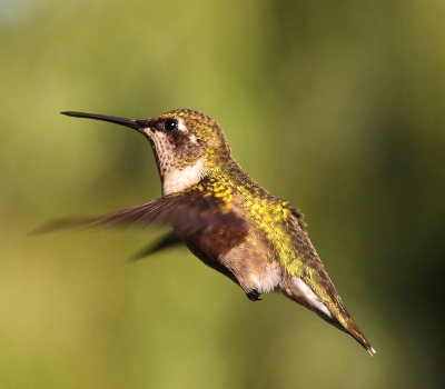 hummers
